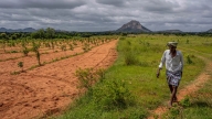Ấn Độ chuyển đổi nông nghiệp xanh: [Bài 1] Hồi sinh vùng đất sa mạc hóa