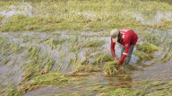 Mưa dông làm 9 nhà dân sập và 2.000ha lúa hè thu bị đổ ngã