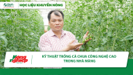 Kỹ thuật trồng cà chua công nghệ cao trong nhà màng