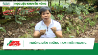 Hướng dẫn trồng tam thất hoang