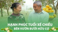 Hạnh phúc tuổi xế chiều bên vườn bưởi hữu cơ