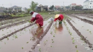 Lội ruộng cứu cây giống rau màu trong mưa lạnh