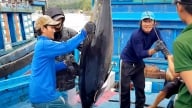 Cá ngừ Việt Nam đứng tốp đầu thế giới