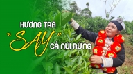 Hương trà ‘say’ cả núi rừng