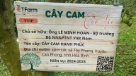 Câu chuyện thứ mười hai: Câu chuyện cây cam hạnh phúc