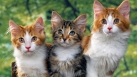 Phú Thọ huy động hơn 88.000 con mèo diệt chuột