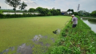 Nhà khoa học thăm mô hình dùng bèo hoa dâu nuôi cá