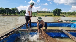 Tiềm năng nuôi trồng thủy sản trong lòng hồ: [Bài 3] Nuôi cá trên lòng hồ lớn nhất Kon Tum