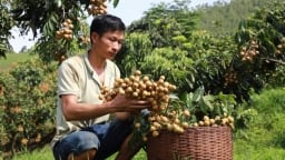 6 tháng đầu năm, cây ăn quả Sơn La đạt giá trị gần 2.500 tỷ đồng