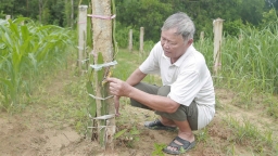 Nấm bệnh đẩy mô hình trồng thanh long vào ngõ cụt