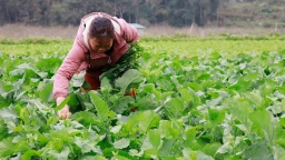 Lào Cai đẩy nhanh thu hoạch cây vụ đông, triển khai phương án vụ xuân