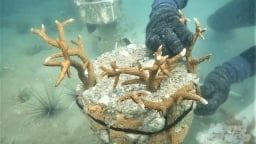 Gỡ khó nuôi biển Kiên Giang: [Bài 3] Tái tạo, bảo vệ nguồn lợi thủy sản