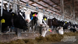 Hiện đại hóa trong chăn nuôi: [Bài 2] Công nghệ giúp trang trại bò sữa bội thu