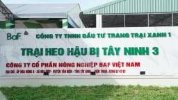 Phạt Công ty Cổ phần Nông nghiệp BAF Việt Nam hơn 240 triệu đồng