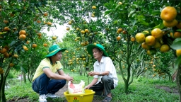 'Nín thở' chờ Quốc hội thông qua thuế giá trị gia tăng phân bón