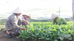 Dân vùng biên mê nông nghiệp sạch: [Bài 2] Trồng rau trong nhà lưới, hết lo sâu bệnh, trồng được quanh năm