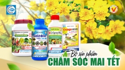 Các biện pháp kỹ thuật chăm sóc mai Tết Ất Tỵ 2025