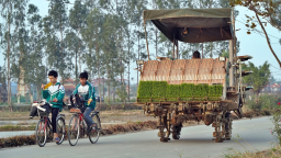 Về nơi mạ khay, máy cấy chạy đầy đường