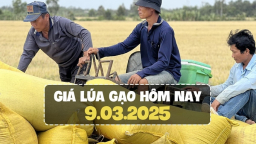 Giá lúa gạo hôm nay 9/3/2025: Thị trường ổn định