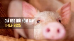 Giá heo hơi hôm nay 11/3/2025: Tăng nhẹ vài nơi