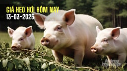 Giá heo hơi hôm nay 13/3/2025: Ba miền đồng loạt giảm