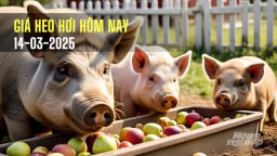 Giá heo hơi hôm nay 14/3/2025: Tiếp tục đà giảm nhẹ