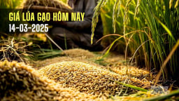 Giá lúa gạo hôm nay 14/3/2025: Giá gạo xuất khẩu tăng