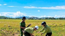 Không cấp phép hội thi chim chào mào vì nạn 'tận diệt' chim trời