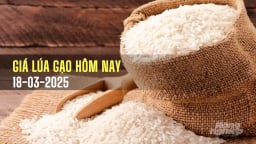 Giá lúa gạo hôm nay 18/3/2025: Lúa nhích nhẹ