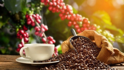 Việt Nam giữ vị thế nhà cung cấp cà phê lớn thứ hai cho Nhật Bản