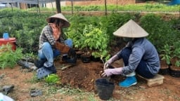 Quảng Ninh có 41 vườn ươm giống lâm nghiệp đạt chuẩn