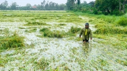 Bão số 3 có thể gây ngập úng 20.000 ha diện tích sản xuất