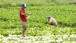 Nâng cao chất lượng vùng chuyên canh rau màu An Giang