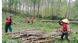 Liên kết trồng keo gỗ lớn