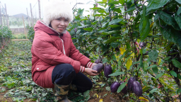 Giấc mơ dưa Pepino ngọt lành trên cao nguyên Mộc Châu
