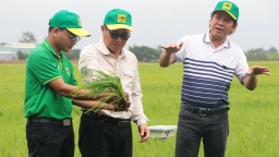 Campuchia đánh giá cao 'Chương trình canh tác lúa thông minh' của Bình Điền
