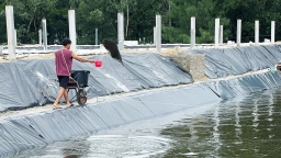 Nuôi tôm mùa mưa lũ, dịch bệnh rình rập