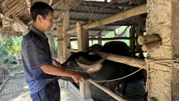 Phương châm '3 đủ' trong phòng chống đói, rét cho gia súc