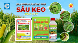 Sâu keo mùa thu và cách phòng trừ