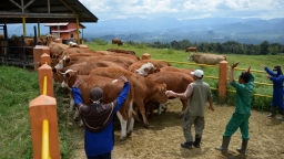 Indonesia khuyến khích nhập khẩu bò cho chương trình phát bữa ăn miễn phí