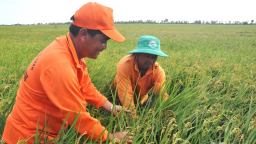 Cảnh giác sinh vật gây hại lúa đông xuân tại ĐBSCL