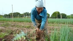 Nông dân Yên Nội thu hoạch 'cây làm giàu'