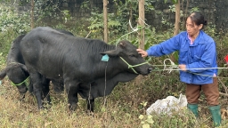 Trâu, bò vỗ béo 'cái nghèo teo đi'