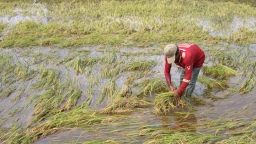 Mưa dông làm 9 nhà dân sập và 2.000ha lúa hè thu bị đổ ngã