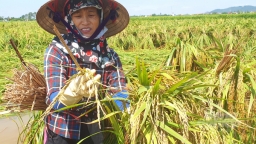 Sau bão Yagi giá lúa ở miền Bắc tăng cao, doanh nghiệp khó mua