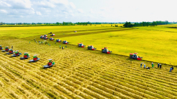 Thủ tướng yêu cầu lập đoàn kiểm tra việc thu mua gạo xuất khẩu để làm lành mạnh thị trường