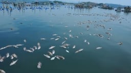 Gần 50 tấn cá biển chết ở Phú Yên: Không phát hiện tác nhân gây bệnh