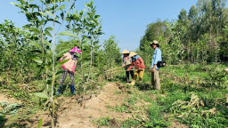 Công ty Lâm nghiệp Bình Thuận đạt doanh thu gần 80 tỷ đồng