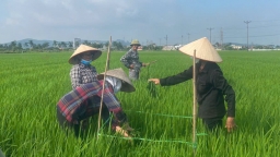 840 nông dân tham gia học IPM sẽ trở thành 'chuyên gia' đồng ruộng