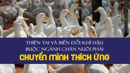 Thiên tai và biến đổi khí hậu buộc ngành chăn nuôi phải chuyển mình thích ứng